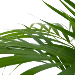 Areca - Goudpalm - P24 H120 - Kamerplant -Plantenzadenmest Winkel areca goudpalm p24 h120 6