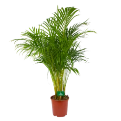 Areca - Goudpalm - P24 H140 - Kamerplant