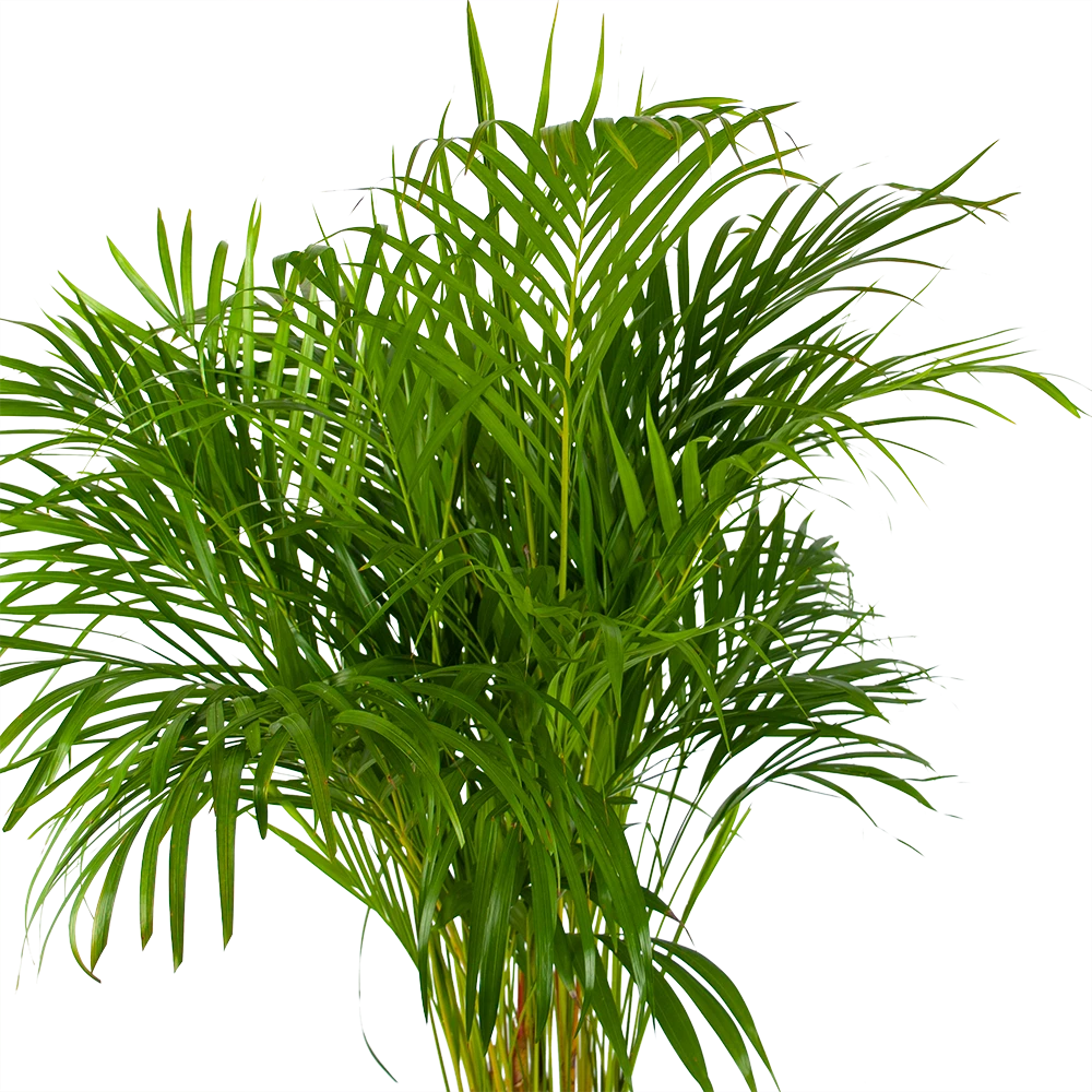 Areca - Goudpalm - P24 H140 - Kamerplant 2 Areca - Goudpalm - P24 H140 - Kamerplant - Afbeelding 2