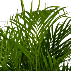 Areca - Goudpalm - P24 H140 - Kamerplant 6 Areca - Goudpalm - P24 H140 - Kamerplant -Plantenzadenmest Winkel areca goudpalm p24 h140 kamerplant 4