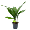 Aspidistra Elatior - Kwartjesplant - P15 H60 - Kamerplant