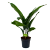 Aspidistra Elatior - Kwartjesplant - P17 H70 - Kamerplant