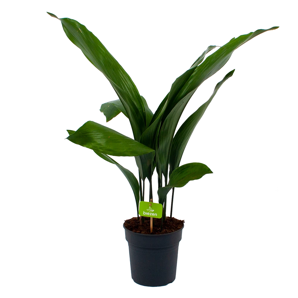 Aspidistra Elatior - Kwartjesplant - P17 H70 - Kamerplant 1 Aspidistra Elatior - Kwartjesplant - P17 H70 - Kamerplant