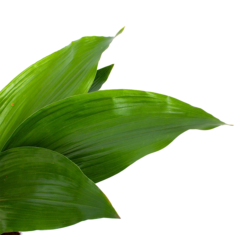 Aspidistra Elatior - Kwartjesplant - P17 H70 - Kamerplant 2 Aspidistra Elatior - Kwartjesplant - P17 H70 - Kamerplant - Afbeelding 2