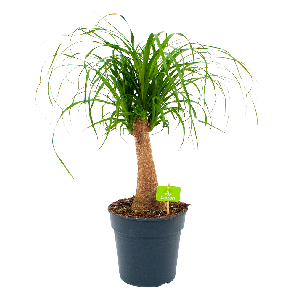 Beaucarnea Recurvata - Op Stam - Olifantenpoot - P21 H60 - Kamerplant 1 Beaucarnea Recurvata - Op Stam - Olifantenpoot - P21 H60 - Kamerplant