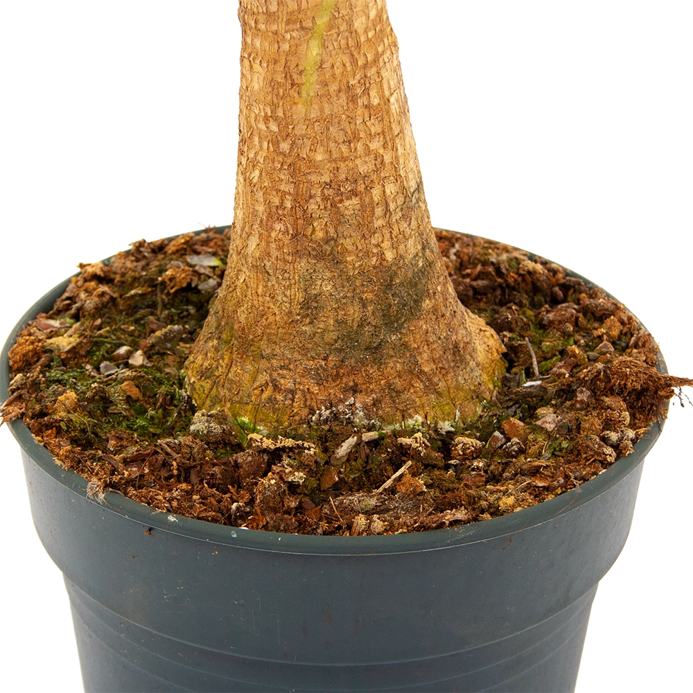 Beaucarnea Recurvata - Op Stam - Olifantenpoot - P21 H60 - Kamerplant 2 Beaucarnea Recurvata - Op Stam - Olifantenpoot - P21 H60 - Kamerplant - Afbeelding 2