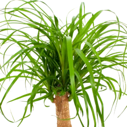 Beaucarnea Recurvata - Op Stam - Olifantenpoot - P21 H60 - Kamerplant 6 Beaucarnea Recurvata - Op Stam - Olifantenpoot - P21 H60 - Kamerplant -Plantenzadenmest Winkel beaucarnea recurvata op stam olifantenpoot p21 h60 6 1