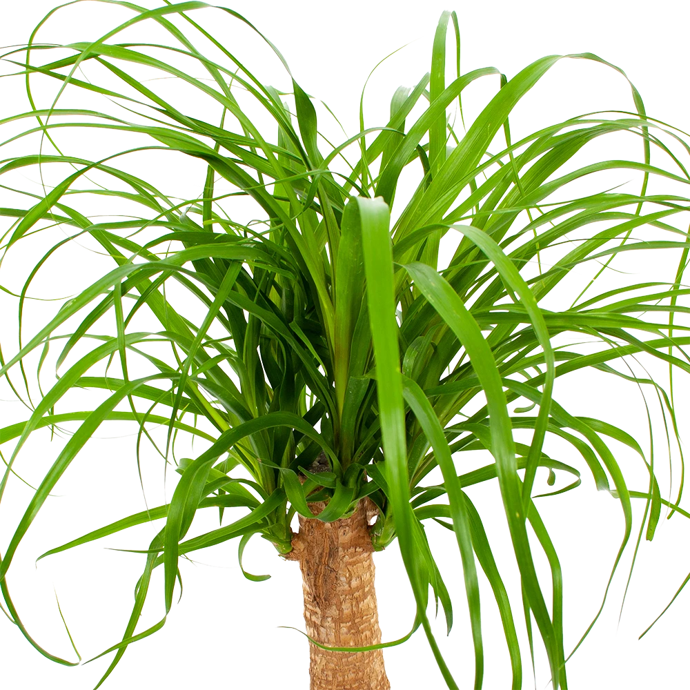 Beaucarnea Recurvata - Op Stam - Olifantenpoot - P21 H60 - Kamerplant 3 Beaucarnea Recurvata - Op Stam - Olifantenpoot - P21 H60 - Kamerplant - Afbeelding 3