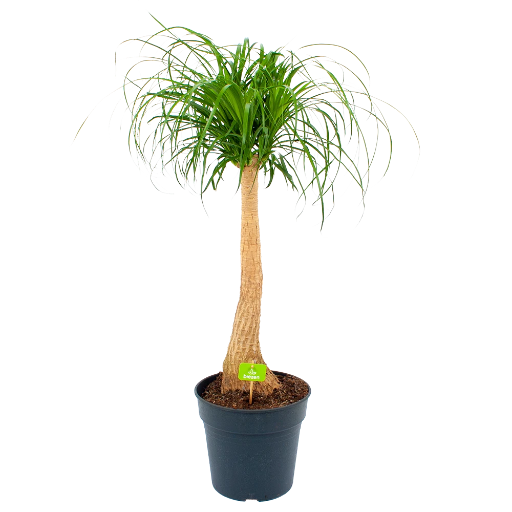 Beaucarnea Recurvata - Op Stam - Olifantenpoot - P27 H100 - Kamerplant 1 Beaucarnea Recurvata - Op Stam - Olifantenpoot - P27 H100 - Kamerplant