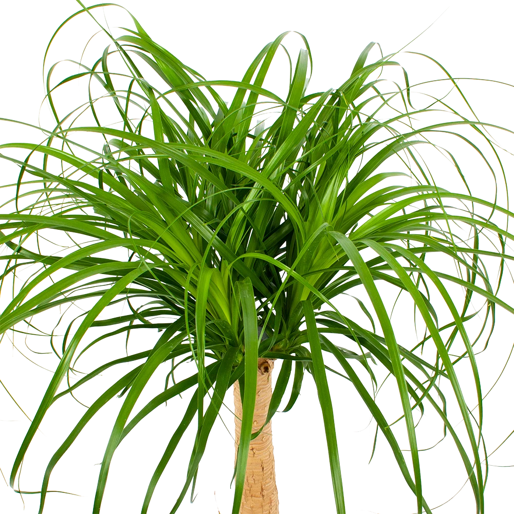 Beaucarnea Recurvata - Op Stam - Olifantenpoot - P27 H100 - Kamerplant 2 Beaucarnea Recurvata - Op Stam - Olifantenpoot - P27 H100 - Kamerplant - Afbeelding 2