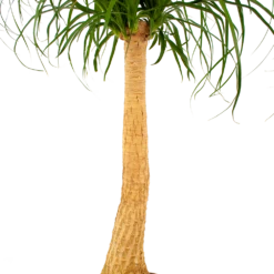 Beaucarnea Recurvata - Op Stam - Olifantenpoot - P27 H100 - Kamerplant 6 Beaucarnea Recurvata - Op Stam - Olifantenpoot - P27 H100 - Kamerplant -Plantenzadenmest Winkel beaucarnea recurvata op stam olifantenpoot p27 h100 6 1