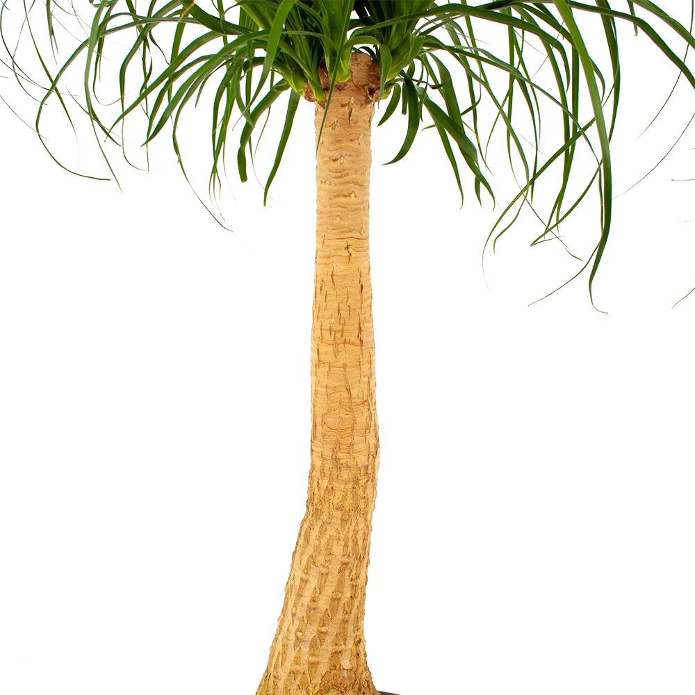 Beaucarnea Recurvata - Op Stam - Olifantenpoot - P27 H100 - Kamerplant 3 Beaucarnea Recurvata - Op Stam - Olifantenpoot - P27 H100 - Kamerplant - Afbeelding 3