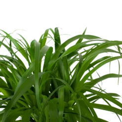 Beaucarnea Recurvata - Op Stam - Olifantenpoot - P32 H130 - Kamerplant 6 Beaucarnea Recurvata - Op Stam - Olifantenpoot - P32 H130 - Kamerplant -Plantenzadenmest Winkel beaucarnea recurvata op stam olifantenpoot p32 h130 6 3