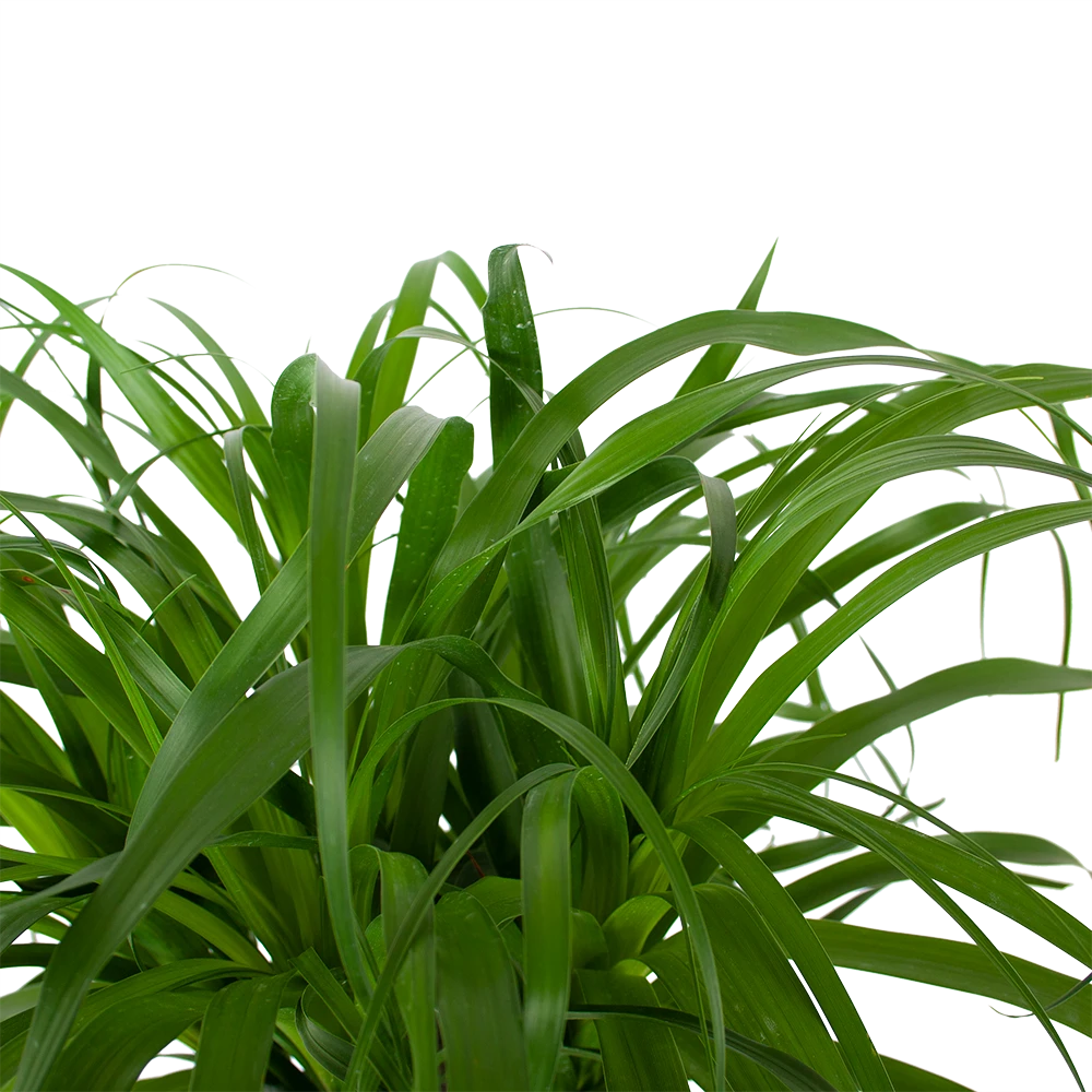 Beaucarnea Recurvata - Op Stam - Olifantenpoot - P32 H130 - Kamerplant 3 Beaucarnea Recurvata - Op Stam - Olifantenpoot - P32 H130 - Kamerplant - Afbeelding 3