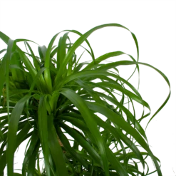 Beaucarnea Recurvata - Vertakt - Olifantenpoot - P32 H90 - Kamerplant 6 Beaucarnea Recurvata - Vertakt - Olifantenpoot - P32 H90 - Kamerplant -Plantenzadenmest Winkel beaucarnea recurvata vertakt olifantenpoot p32 h90 6 3