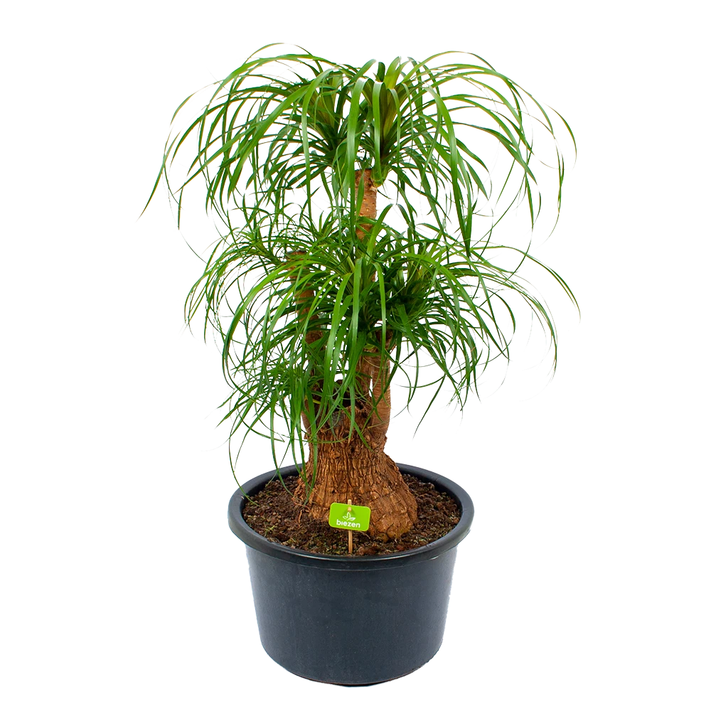 Beaucarnea Recurvata - Vertakt - Olifantenpoot - P38 H110 - Kamerplant 1 Beaucarnea Recurvata - Vertakt - Olifantenpoot - P38 H110 - Kamerplant