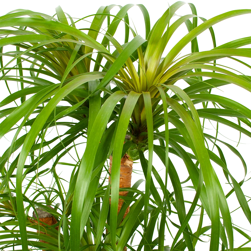 Beaucarnea Recurvata - Vertakt - Olifantenpoot - P38 H110 - Kamerplant 2 Beaucarnea Recurvata - Vertakt - Olifantenpoot - P38 H110 - Kamerplant - Afbeelding 2