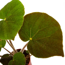 Plantenzadenmest Winkel -Plantenzadenmest Winkel begonia masoniana jungle p15 h40 5 1