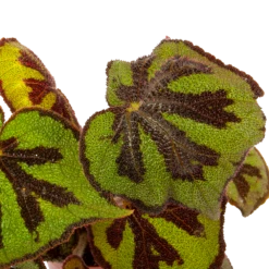 Plantenzadenmest Winkel -Plantenzadenmest Winkel begonia masoniana rock p15 h30 5