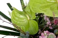 Boeket Anthurium Middel -Plantenzadenmest Winkel boeket anthurium boeketten 4 2