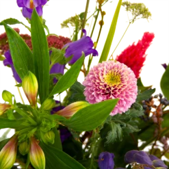 Boeket Paarse Passie Klein 9 Boeket Paarse Passie Klein -Plantenzadenmest Winkel boeket paarse passie klein boeketten 4