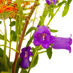 Boeket Plukgeluk Klein -Plantenzadenmest Winkel boeket plukgeluk klein boeketten 4