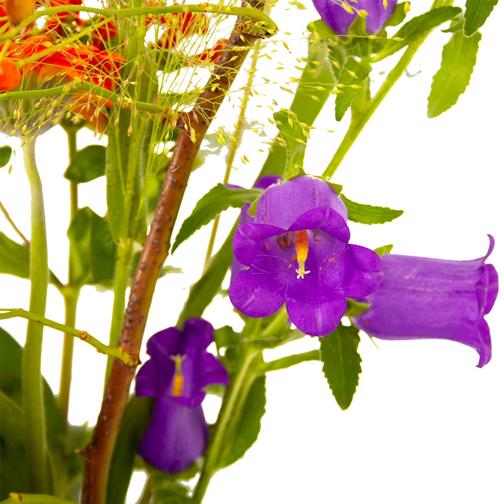 Boeket Plukgeluk Middel 4 Boeket Plukgeluk Middel - Afbeelding 4