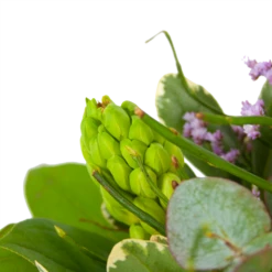 Boeket Vrolijk Seizoen Groot 7 Boeket Vrolijk Seizoen Groot -Plantenzadenmest Winkel boeket vrolijk seizoen boeketten 3 2