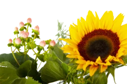 Boeket Zonnestraal Groot 9 Boeket Zonnestraal Groot -Plantenzadenmest Winkel boeket zonnestraal boeketten 4 3 1