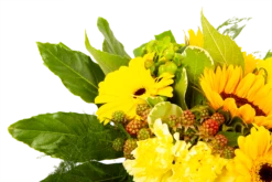 Boeket Zonnetje Groot 9 Boeket Zonnetje Groot -Plantenzadenmest Winkel boeket zonnetje boeketten 4 1 2