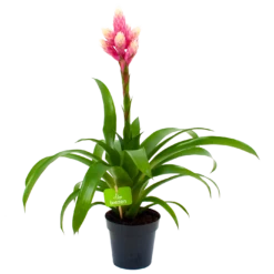 Bromelia Guzmania Candy - P12 H55 Roze - Kamerplant