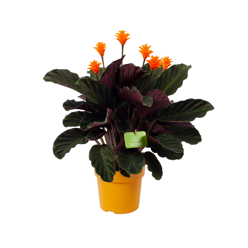 Calathea Crocata - Eeuwige Vlam - P15 H45 - Kamerplant 1 Calathea Crocata - Eeuwige Vlam - P15 H45 - Kamerplant