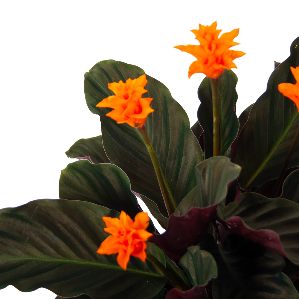 Calathea Crocata - Eeuwige Vlam - P15 H45 - Kamerplant 2 Calathea Crocata - Eeuwige Vlam - P15 H45 - Kamerplant - Afbeelding 2