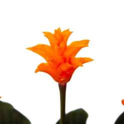 Calathea Crocata - Eeuwige Vlam - P15 H45 - Kamerplant 6 Calathea Crocata - Eeuwige Vlam - P15 H45 - Kamerplant -Plantenzadenmest Winkel calathea crocata eeuwige vlam p15 h45 4