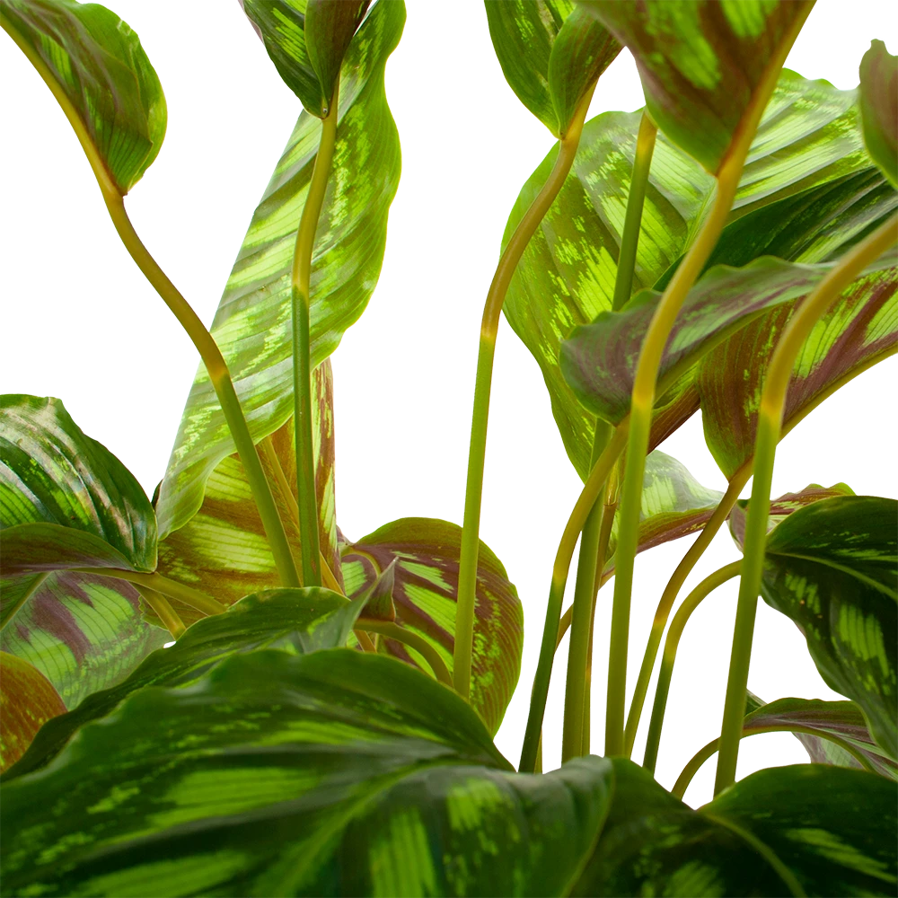 Calathea Flamestar - Schaduwplant - P19 H75 - Kamerplant 2 Calathea Flamestar - Schaduwplant - P19 H75 - Kamerplant - Afbeelding 2