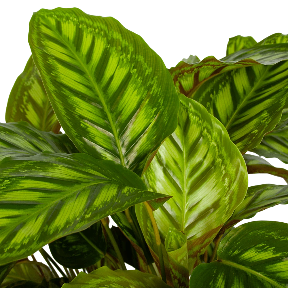 Calathea Flamestar - Schaduwplant - P32 H80 - Kamerplant 2 Calathea Flamestar - Schaduwplant - P32 H80 - Kamerplant - Afbeelding 2