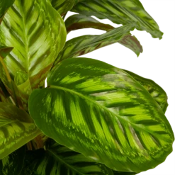 Calathea Flamestar - Schaduwplant - P32 H80 - Kamerplant 6 Calathea Flamestar - Schaduwplant - P32 H80 - Kamerplant -Plantenzadenmest Winkel calathea flamestar schaduwplant p32 h80 5