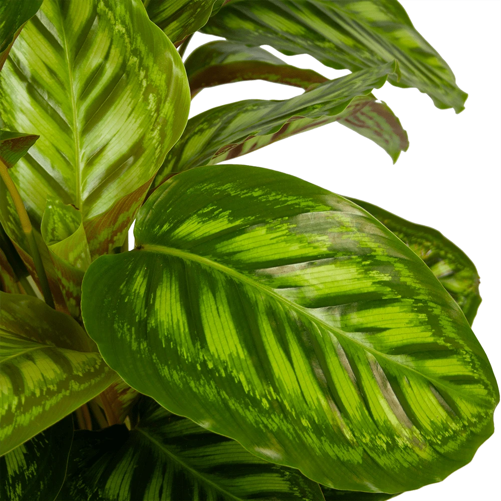 Calathea Flamestar - Schaduwplant - P32 H80 - Kamerplant 3 Calathea Flamestar - Schaduwplant - P32 H80 - Kamerplant - Afbeelding 3