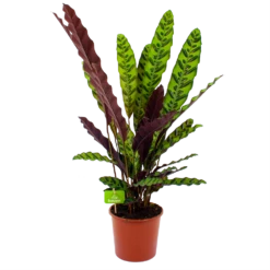 Nieuwkomers 16 Calathea Insigne - Livingplant - P17 H65 - Kamerplant