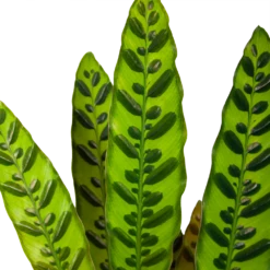 Nieuwkomers -Plantenzadenmest Winkel calathea insigne livingplant p17 h65 6