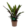 Calathea Insigne - Livingplant - P21 H60 - Kamerplant