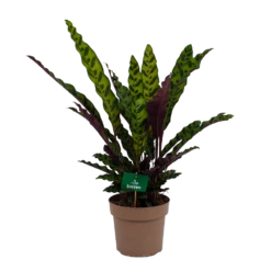 Nieuwkomers 23 Calathea Insigne - Livingplant - P21 H60 - Kamerplant
