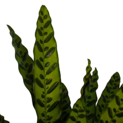 Nieuwkomers -Plantenzadenmest Winkel calathea insigne livingplant p21 h60 3