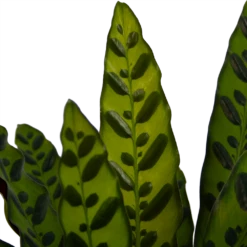 Calathea Insigne - Livingplant - P21 H60 - Kamerplant 6 Calathea Insigne - Livingplant - P21 H60 - Kamerplant -Plantenzadenmest Winkel calathea insigne livingplant p21 h60 4