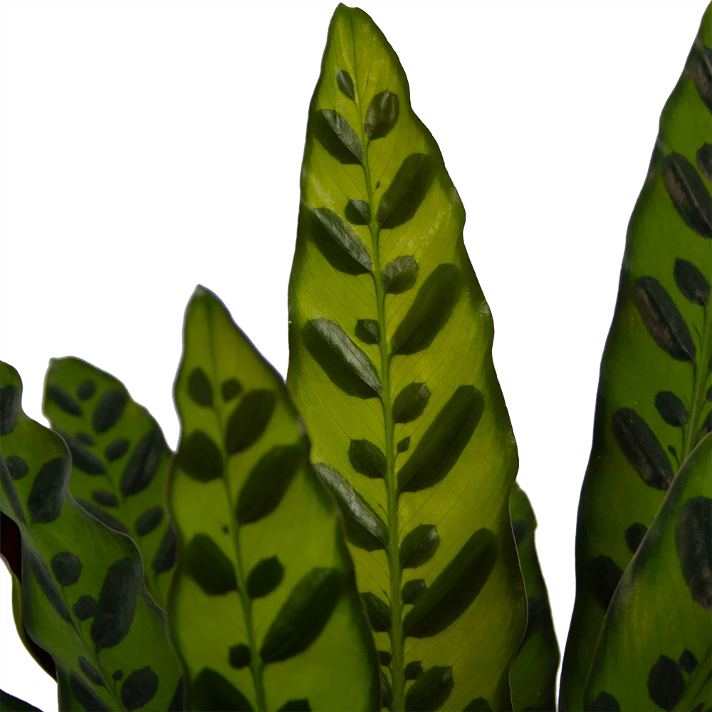 Calathea Insigne - Livingplant - P21 H60 - Kamerplant 3 Calathea Insigne - Livingplant - P21 H60 - Kamerplant - Afbeelding 3