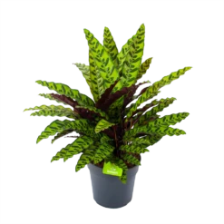 Nieuwkomers 5 Calathea Insigne - Livingplant - P27 H80 - Kamerplant
