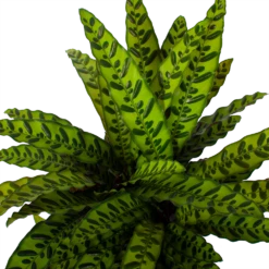Nieuwkomers -Plantenzadenmest Winkel calathea insigne livingplant p27 h80 5 3