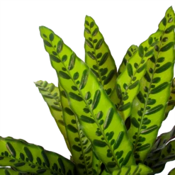 Calathea Insigne - Livingplant - P27 H80 - Kamerplant 6 Calathea Insigne - Livingplant - P27 H80 - Kamerplant -Plantenzadenmest Winkel calathea insigne livingplant p27 h80 6 3