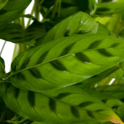 Calathea Leopardina - Schaduwplant - P27 H90 - Kamerplant -Plantenzadenmest Winkel calathea leopardina schaduwplant p27 h90 kamerplant 4