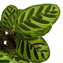 Calathea Makoyana - Pauwenplant - P17 H65 - Kamerplant 6 Calathea Makoyana - Pauwenplant - P17 H65 - Kamerplant -Plantenzadenmest Winkel calathea makoyana pauwenplant p17 h65 6 2